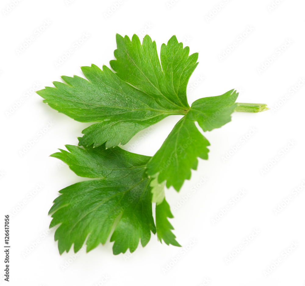 Celery or parsley leaf isolated on white background. Top view.