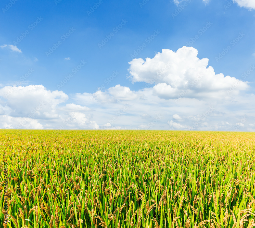 ripe rice in the field of farmland