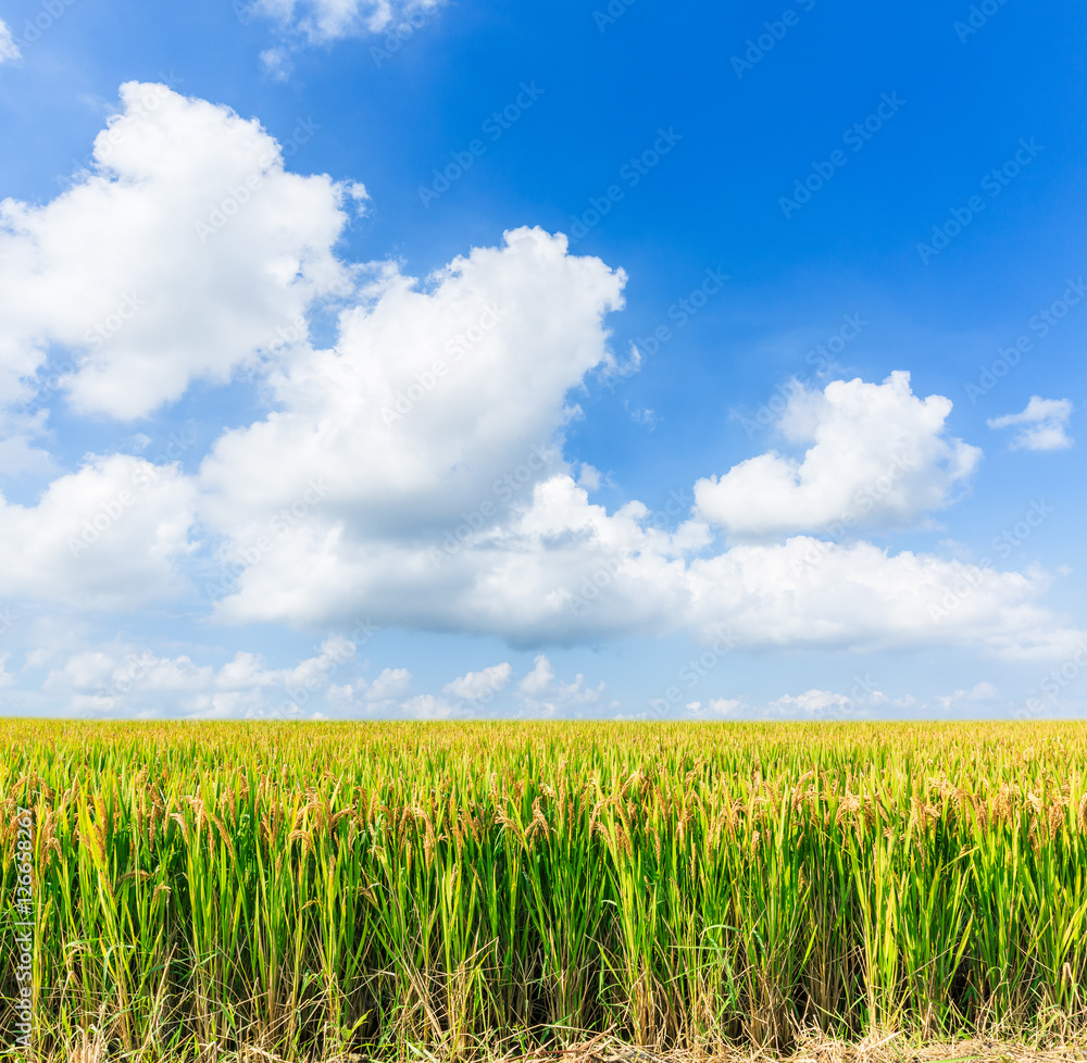 ripe rice in the field of farmland