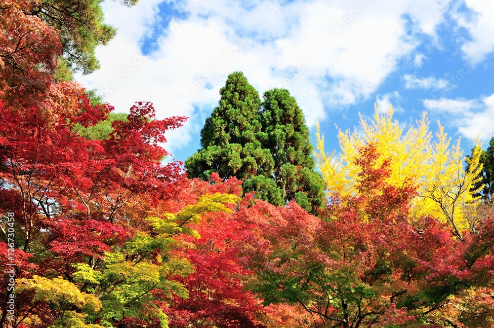 青空と色とりどりの紅葉