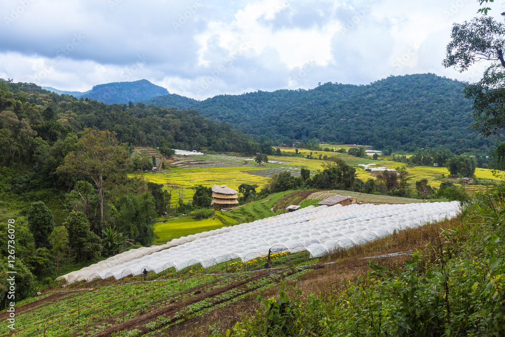 Mountain view of rice filed and flower plantation in northern Th