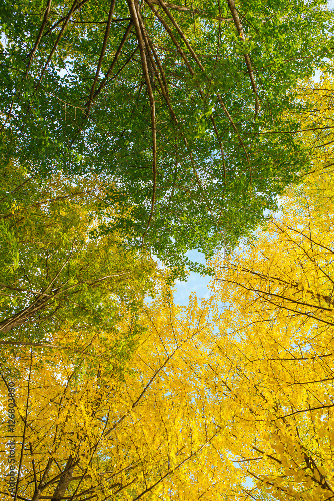 Colorful leaves in the autumn park