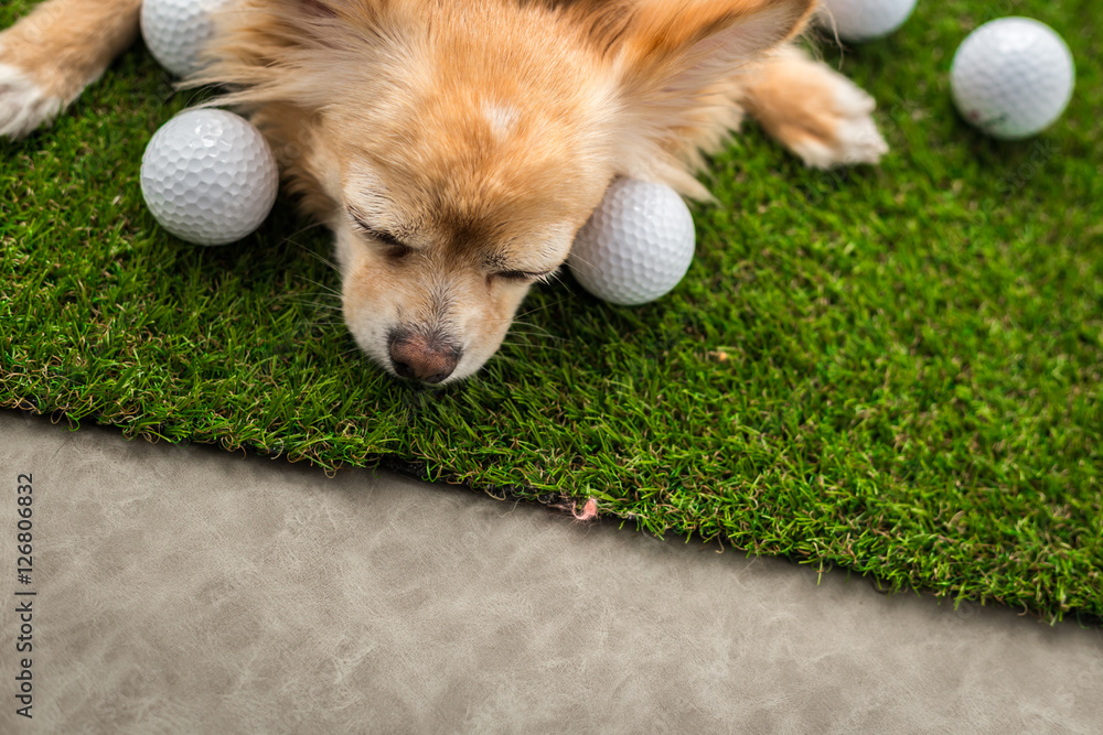 chihuahua dog brown color sleeping next to golf ball on green gr