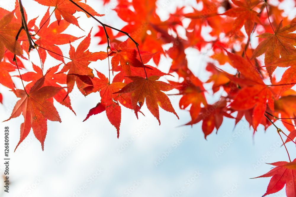 Fall. Autumn maple leaves and autumn sky