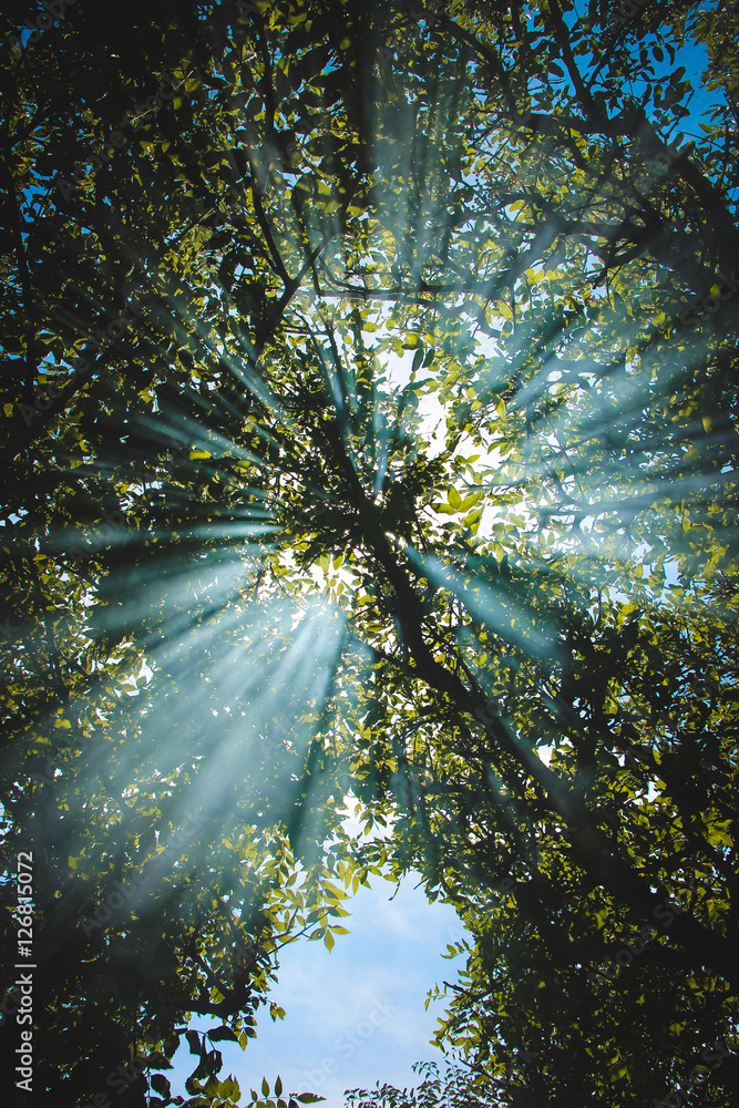  the sun through the tree crown