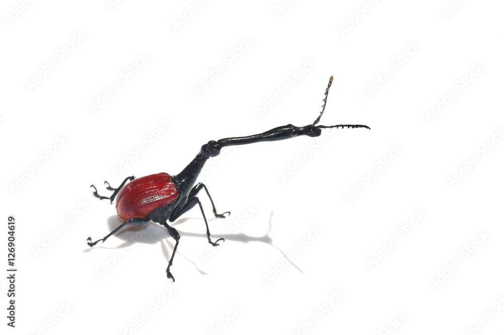 Giraffe weevil endemic to Madagascar isolated on white background