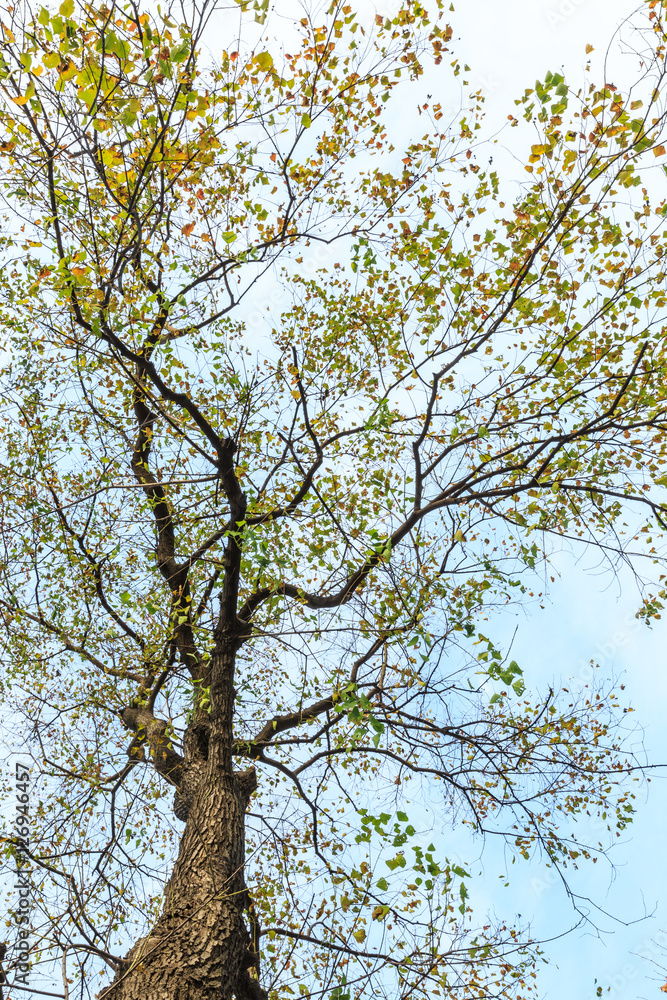 Falling leaves of a tree in autumn