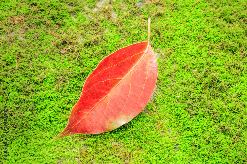 Autumn leaves on the green moss