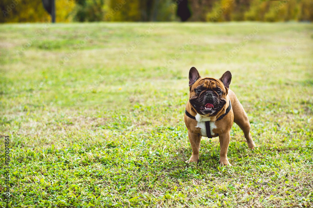 草地上的法国斗牛犬