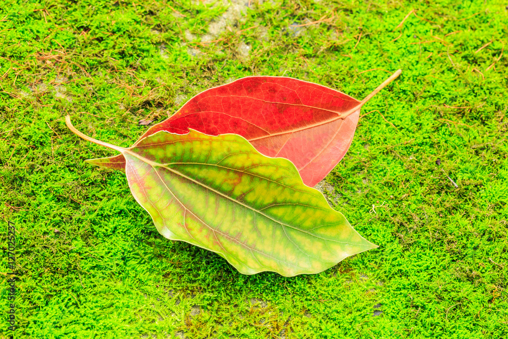 Autumn leaves on the green moss