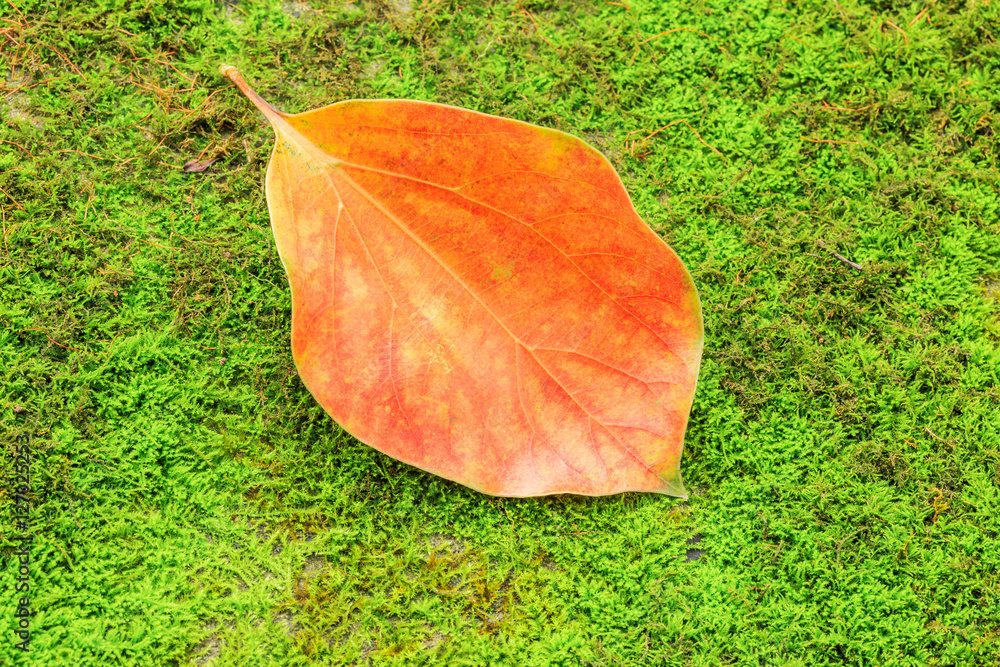 Autumn leaves on the green moss