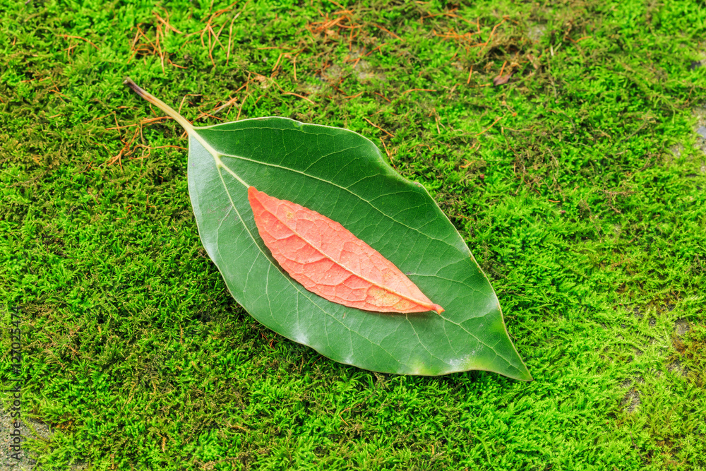 青苔上的秋叶