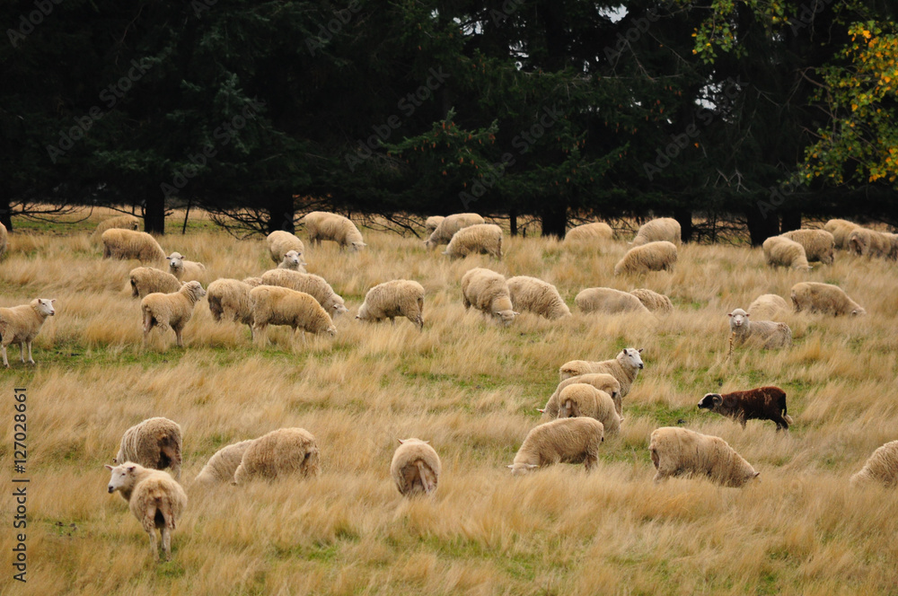 Sheep farm in New Zealand