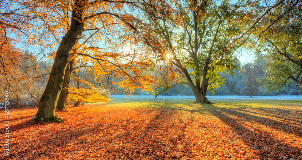 Morning sunrays in late autumn forest