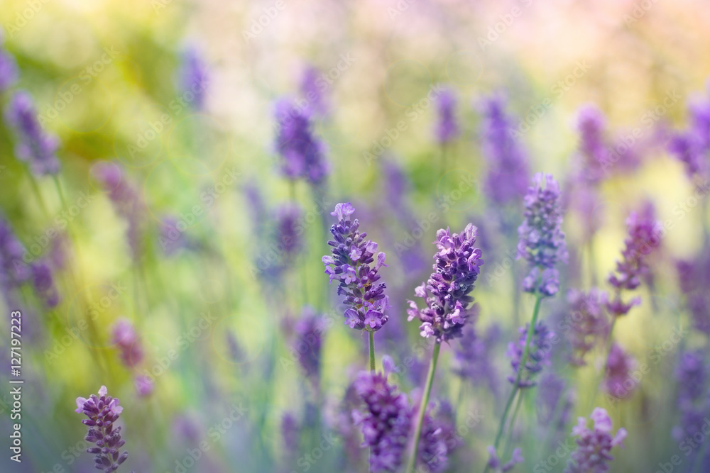 Lavender flower - beautiful flower in my flower garden