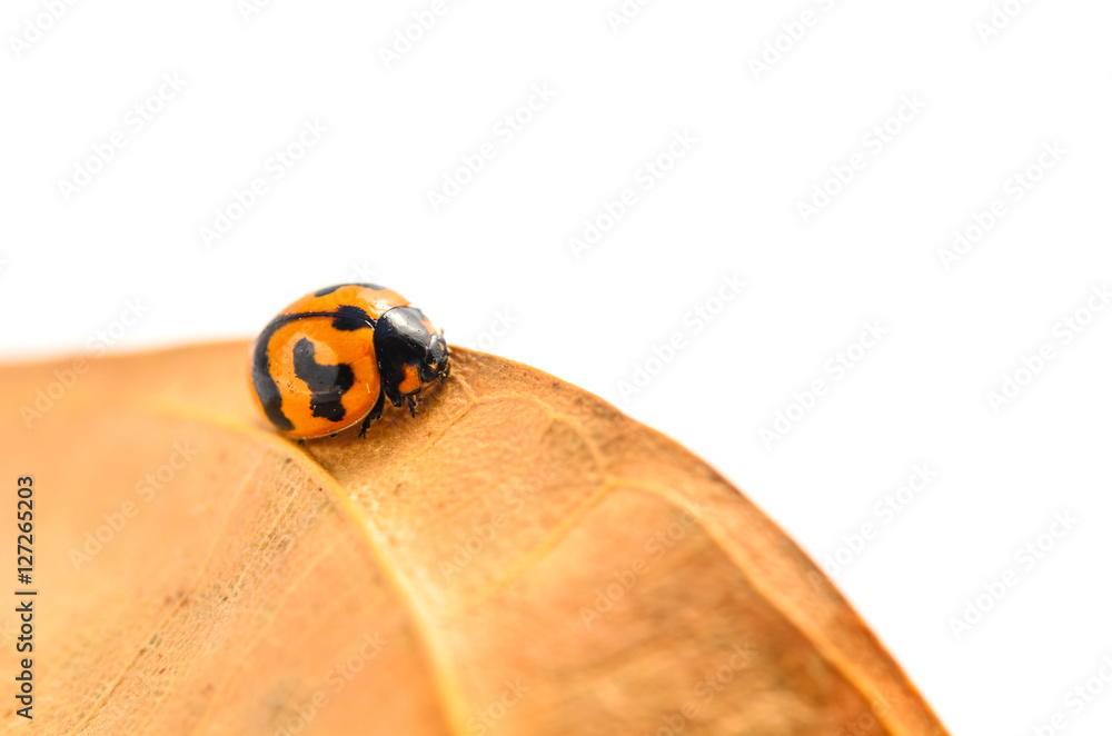 ladybug on brown leaf isolated on a white background