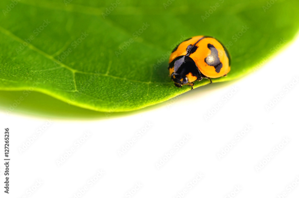 ladybug on green leaf isolated on a white background