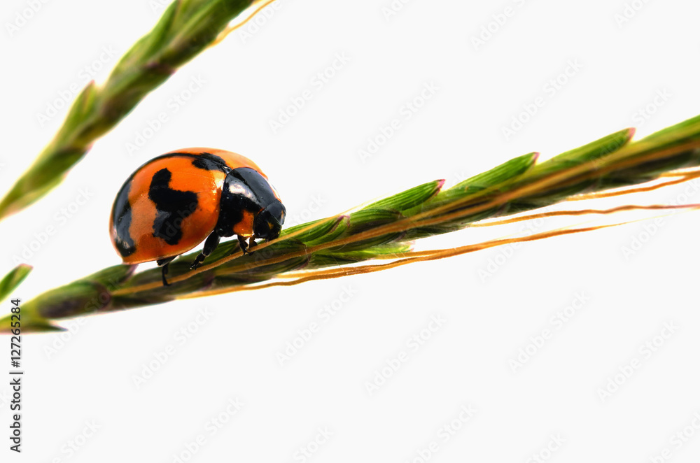 ladybug on green leaf isolated on a white background