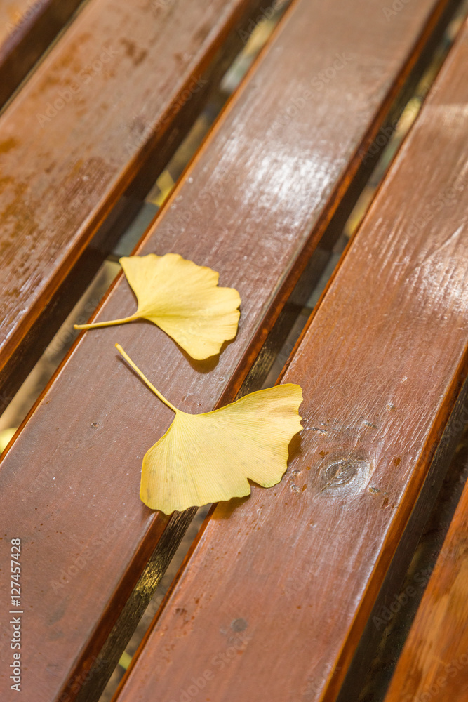 紅葉のいちょう