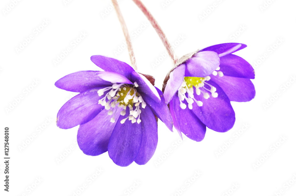 Blue anemone Hapatica nobilis on white background