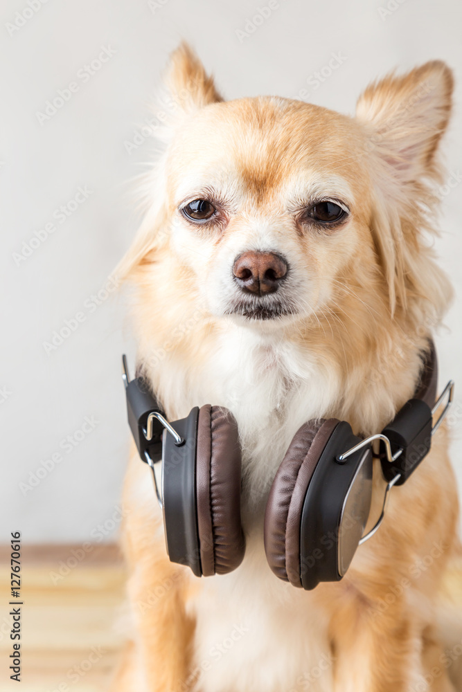 cute chihuahua dog listening to music in large leather dark wireless headphone on wooden floor