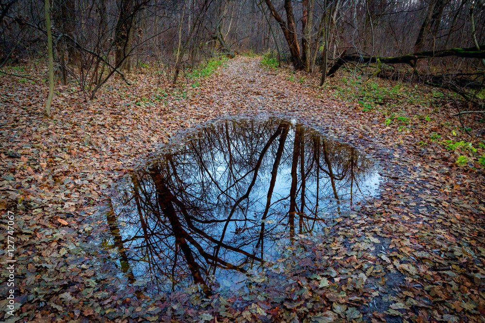 Puddle in autumn forest