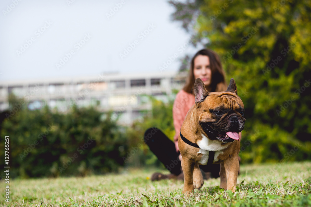 法国斗牛犬在外面玩耍。