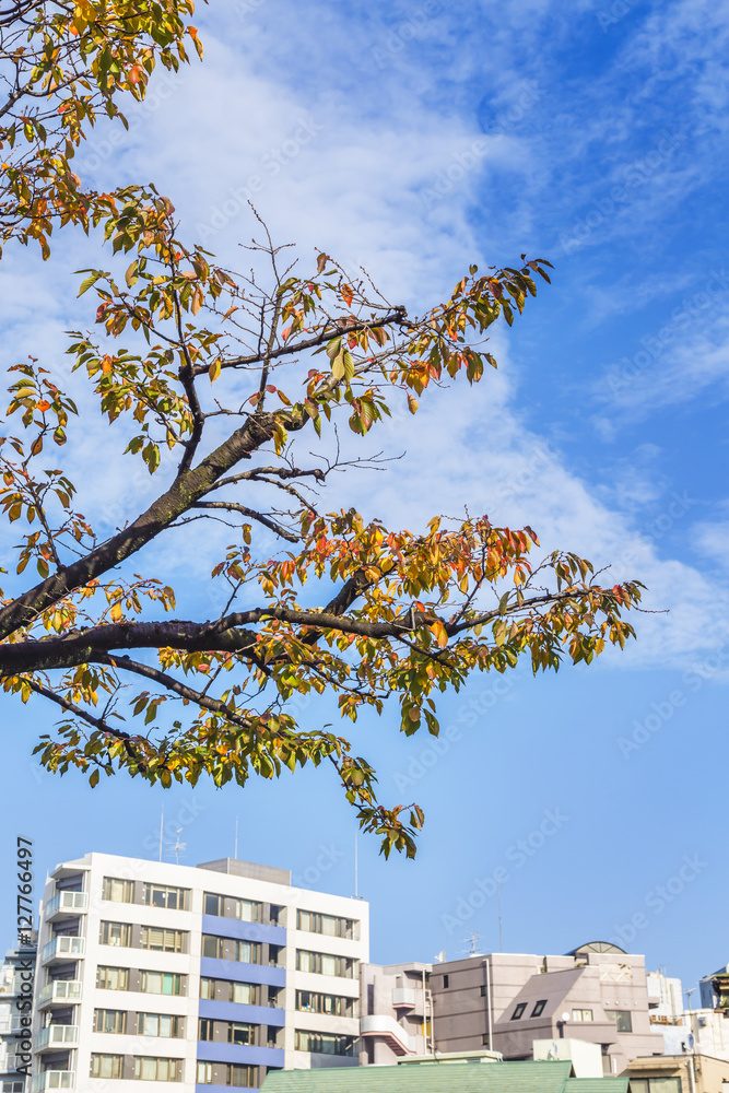 都会の紅葉