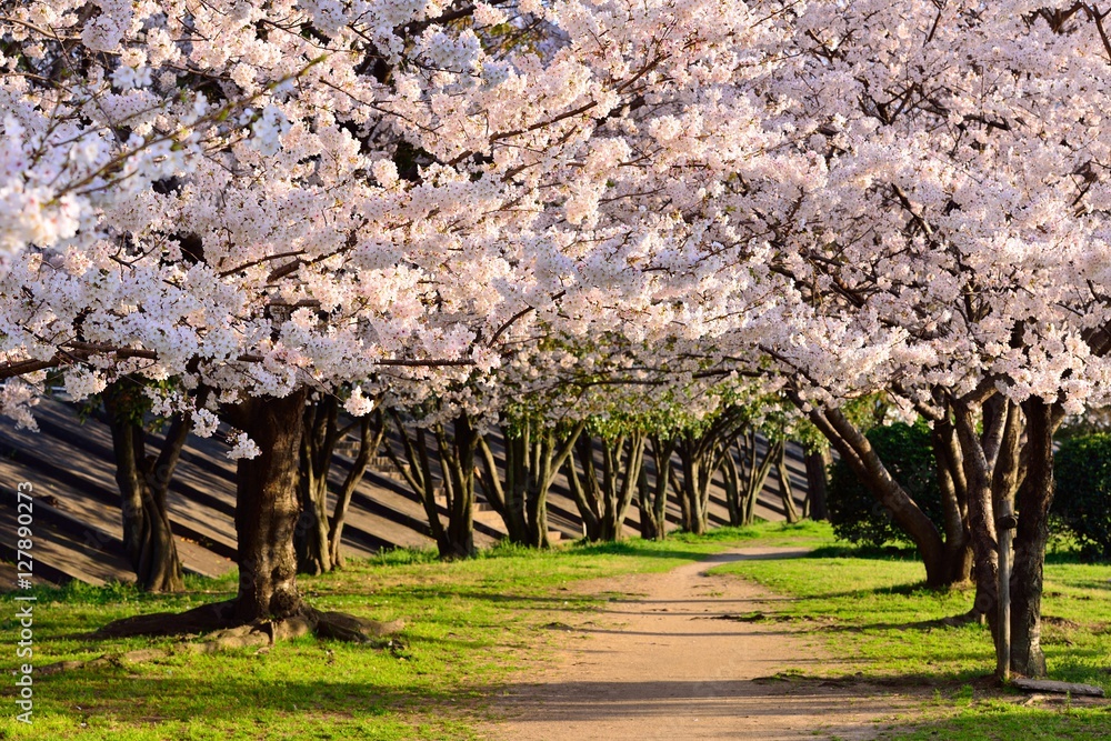 桜のトンネル