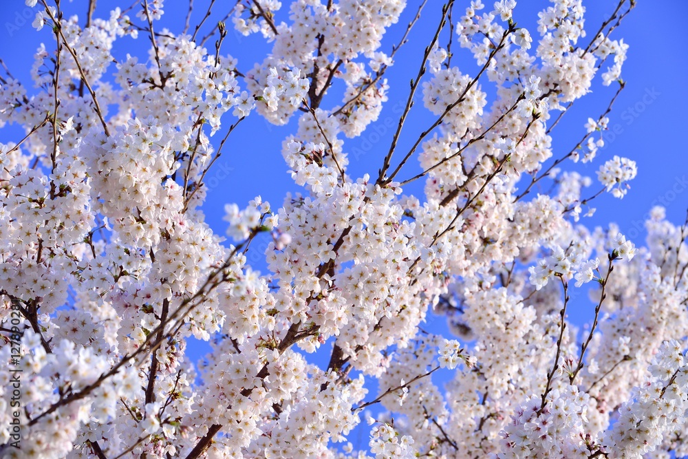 青空と桜