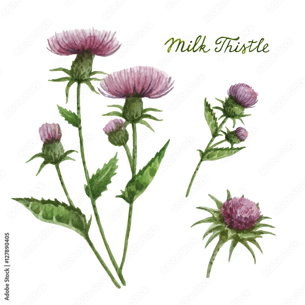 Watercolor vector illustration of milk Thistle.