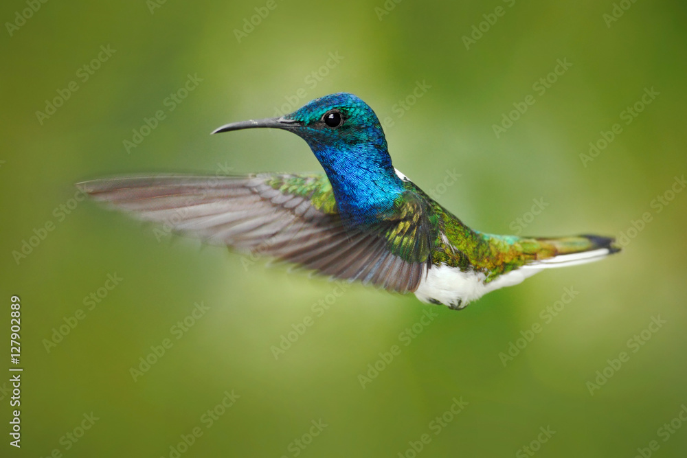 Action scene from nature, hummingbird in fly. Hummingbird in the forest. Flying blue and white hummi