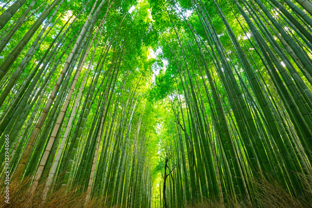 日本京都荒山竹林