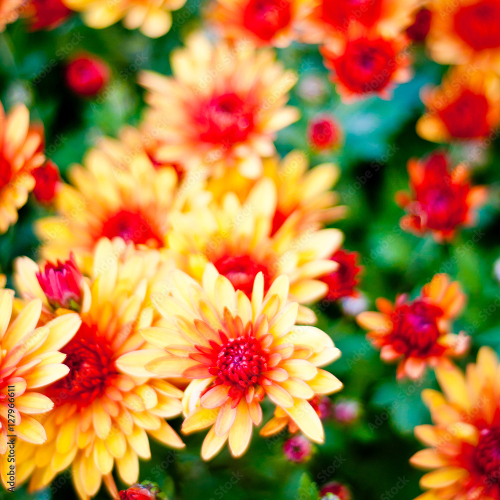 Chrysanthemum background