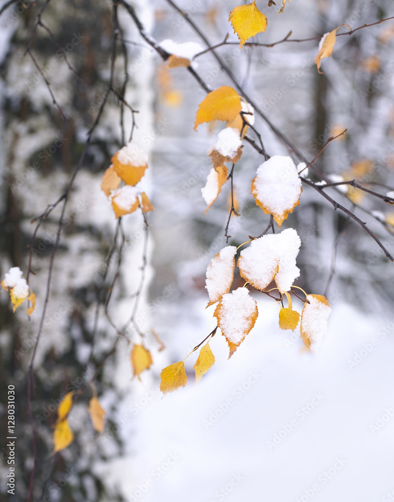 Birch branches with beautiful autumn yellow leaves under snow in late autumn or winter outdoors and 