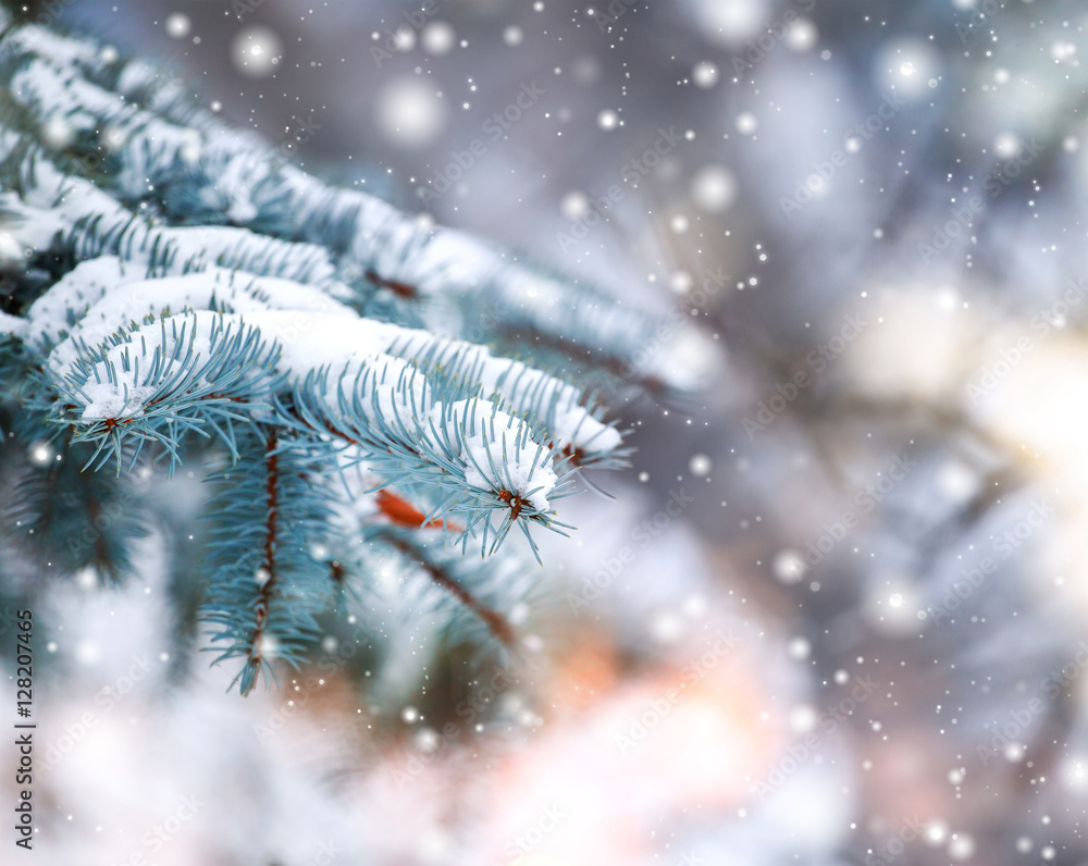 Winter landscape in snowy forest. Pine branches covered with snow in cold winter weather. Christmas 