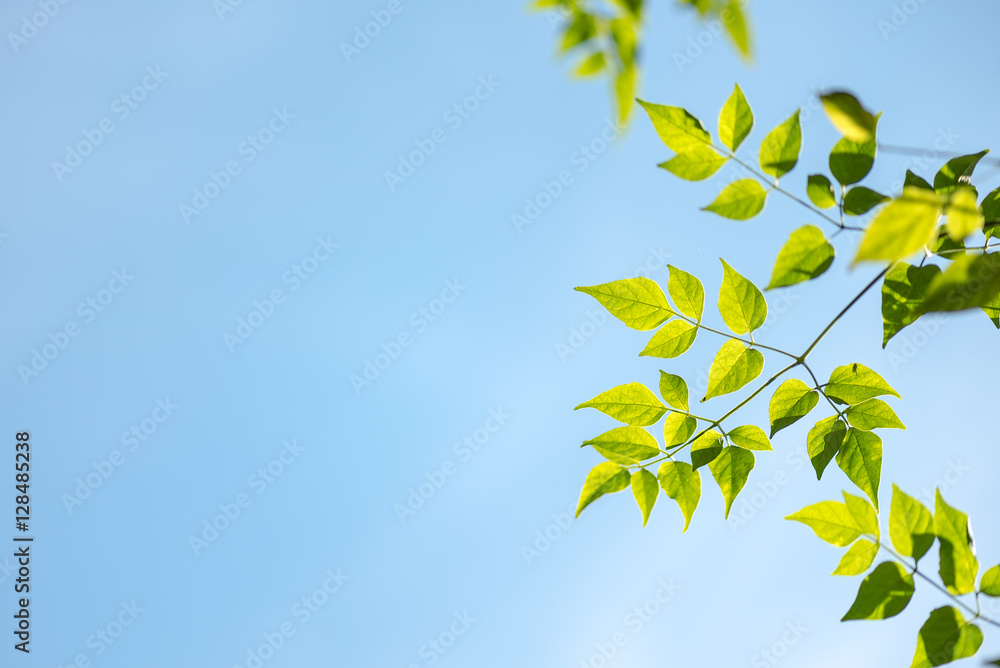 Green leaves with blue sky