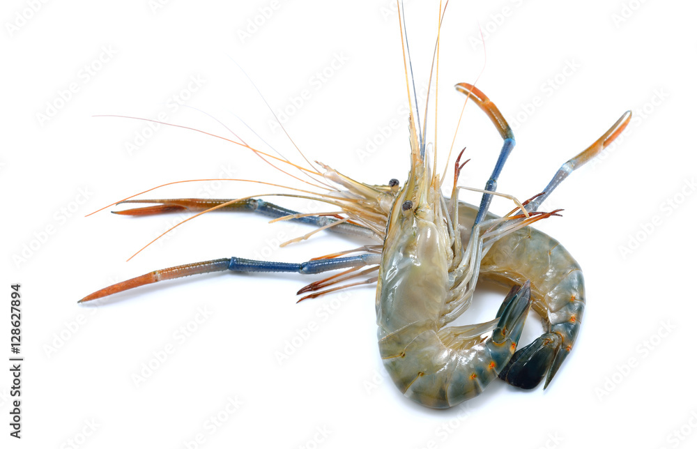 Fresh shrimps,prawns isolated on white background

