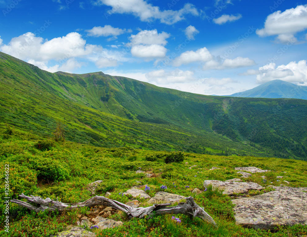 夏日山景