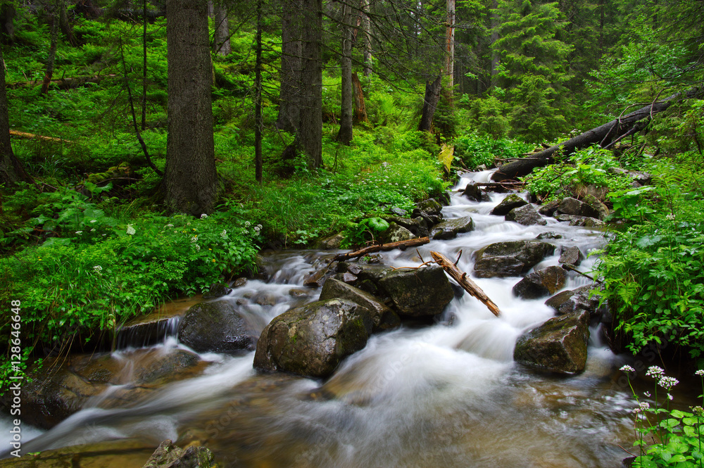 River in the woods