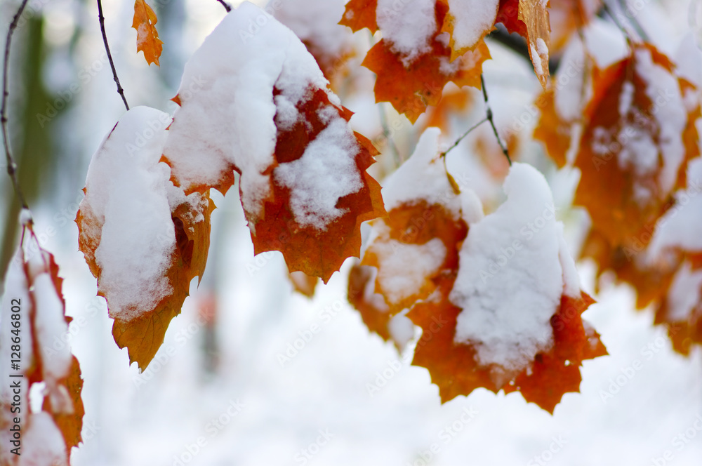 Yellow leaves in snow