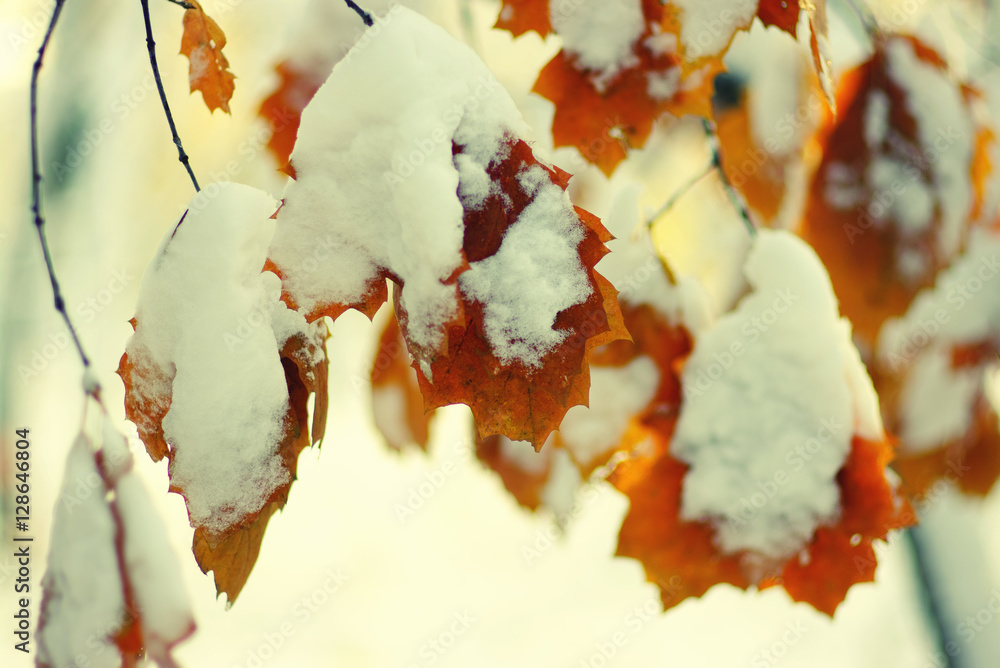 Yellow leaves in snow