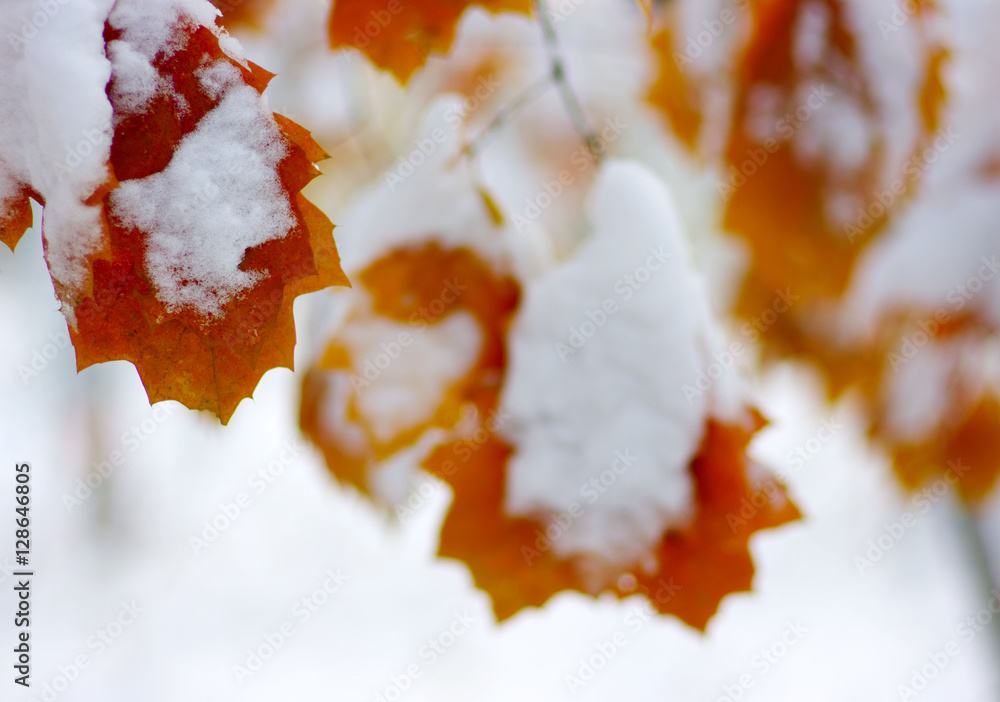 雪中黄叶