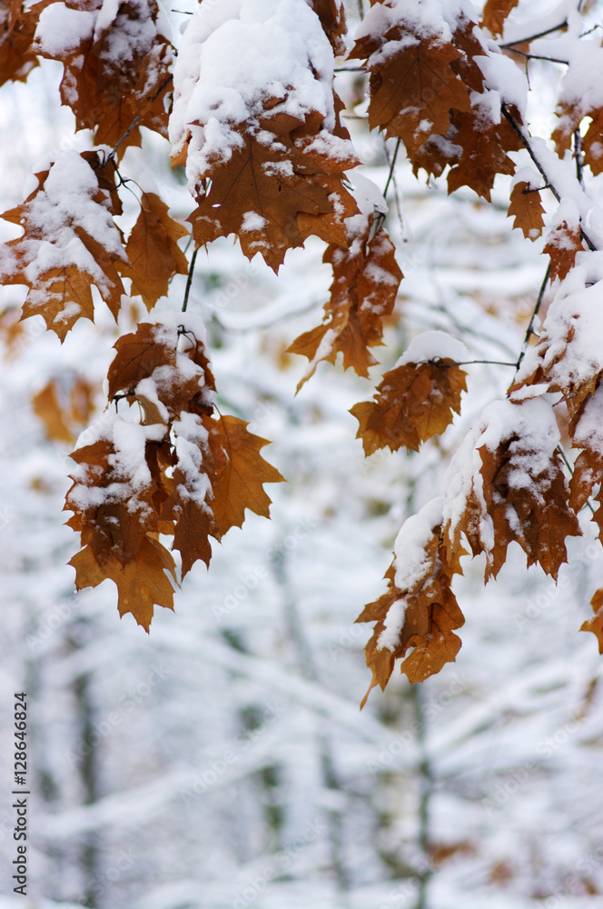 雪中黄叶