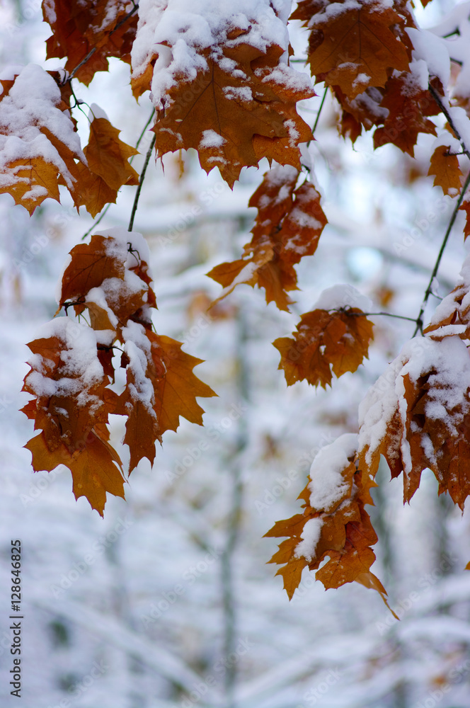 雪中黄叶