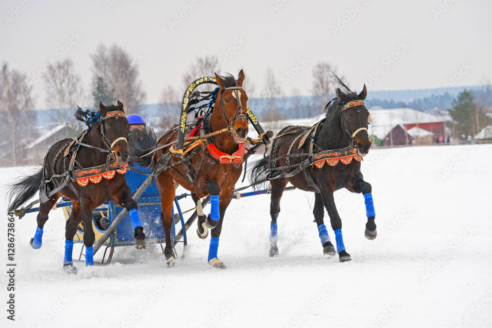 Gaily decorated chestnut horse harnessed to a sled.