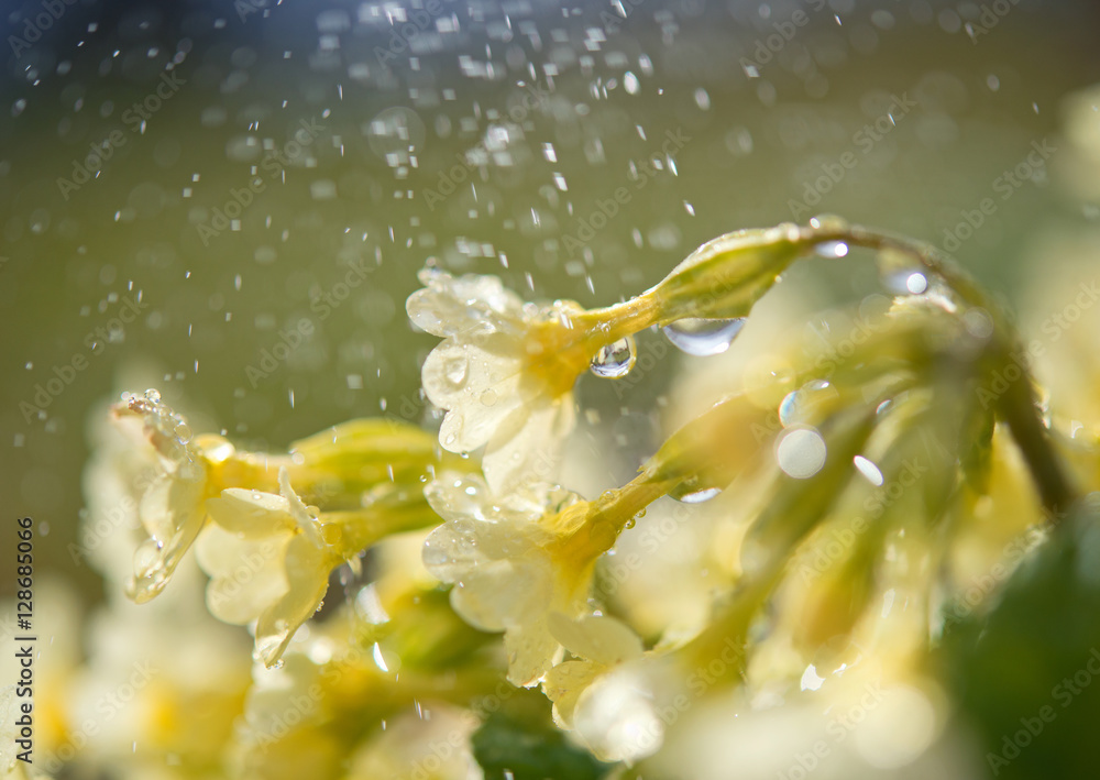 报春花和第一场春雨。阳光明媚的自然