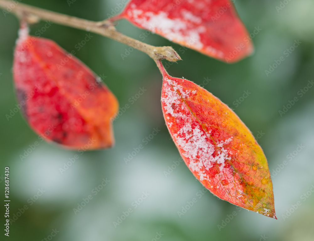 第一场雪时树枝上的红叶。