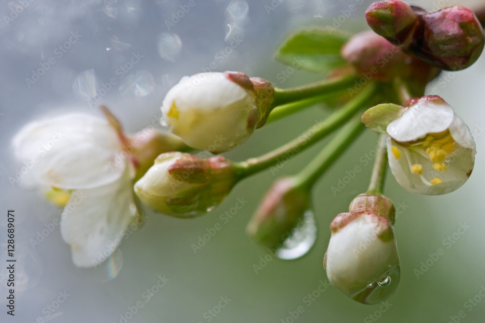 正在开花的苹果树。