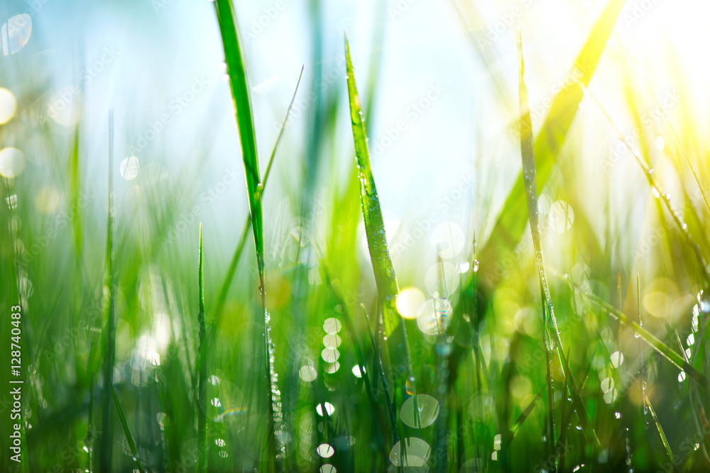 Grass. Fresh green spring grass with dew drops closeup